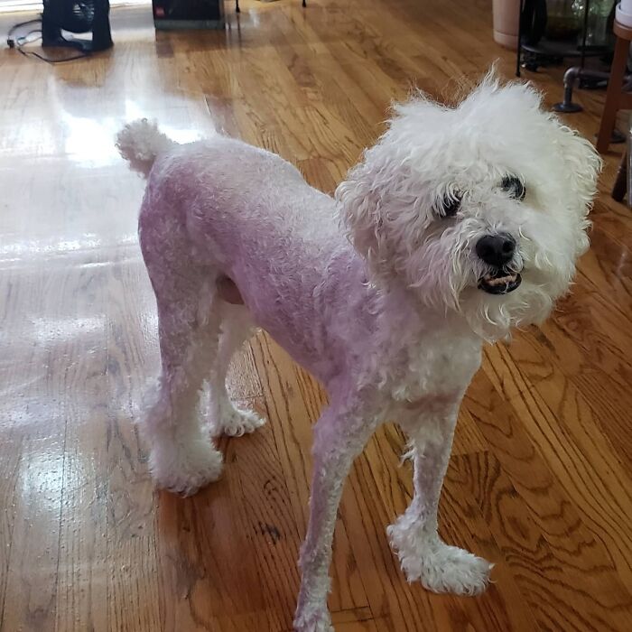 Tarzan's Groomer Wasn't Available (Family Emergency) So We Decided To Do It Ourselves