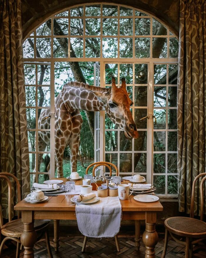 Giraffe Manor. My Favorite Place On Earth. Had Lots Of Fun