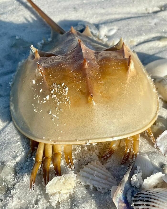 I’ve Just Found Out That Horseshoe Crabs Have Five Eyes On The Top Of Their “Helmet”. They Also Have Light Sensors And Photoreceptors On Their Tail