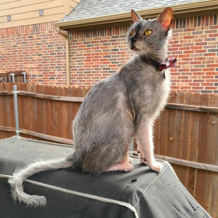 I Love The Smell Of Fresh Air In The Morning. Lykoi Cat