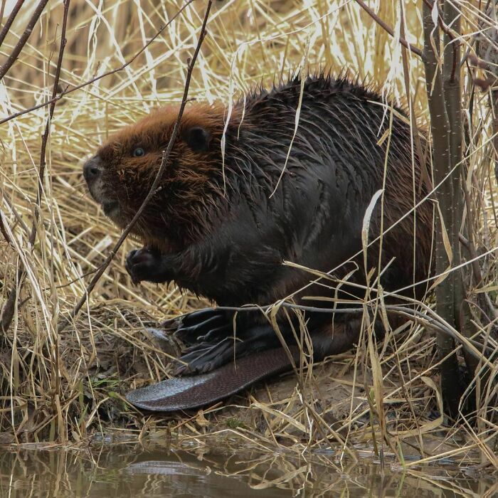 Exciting Beaver Is Ready To Go Into The Water
