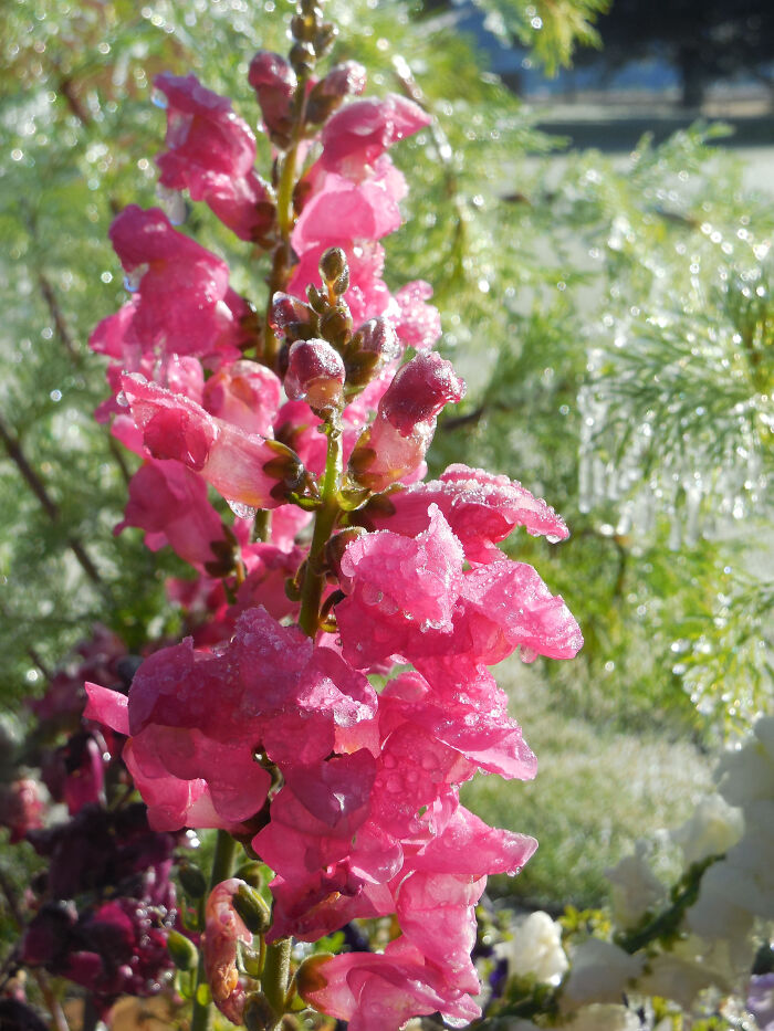 We Had A Freak Freeze In Late Summer