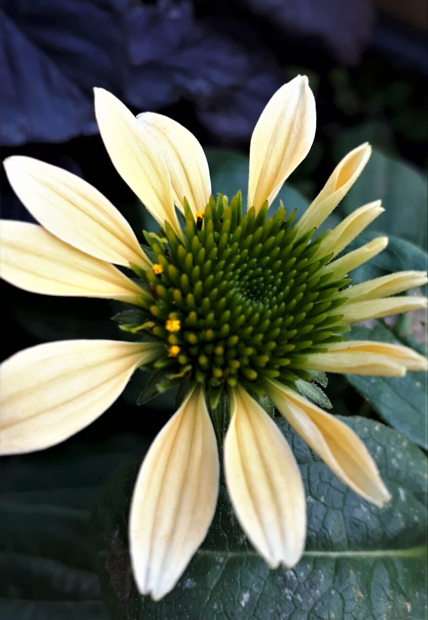 I Take Photos Of Flowers And Plants Around My City Every Summer