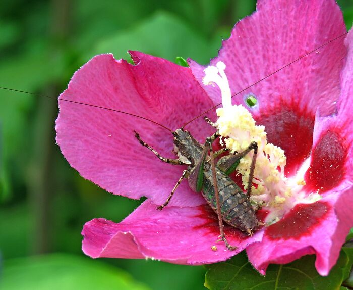 Syrian Hibiscus And Cricket In Ambush