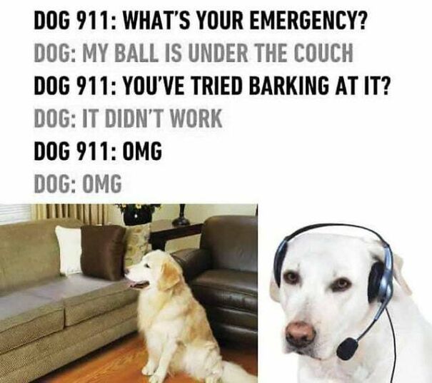 15 Of The Cutest Dog Memes