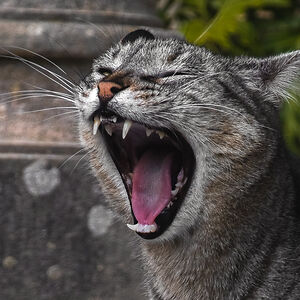 helenrae_disain avatar