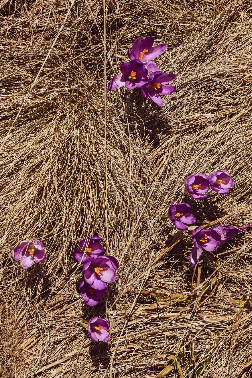 Crocuses