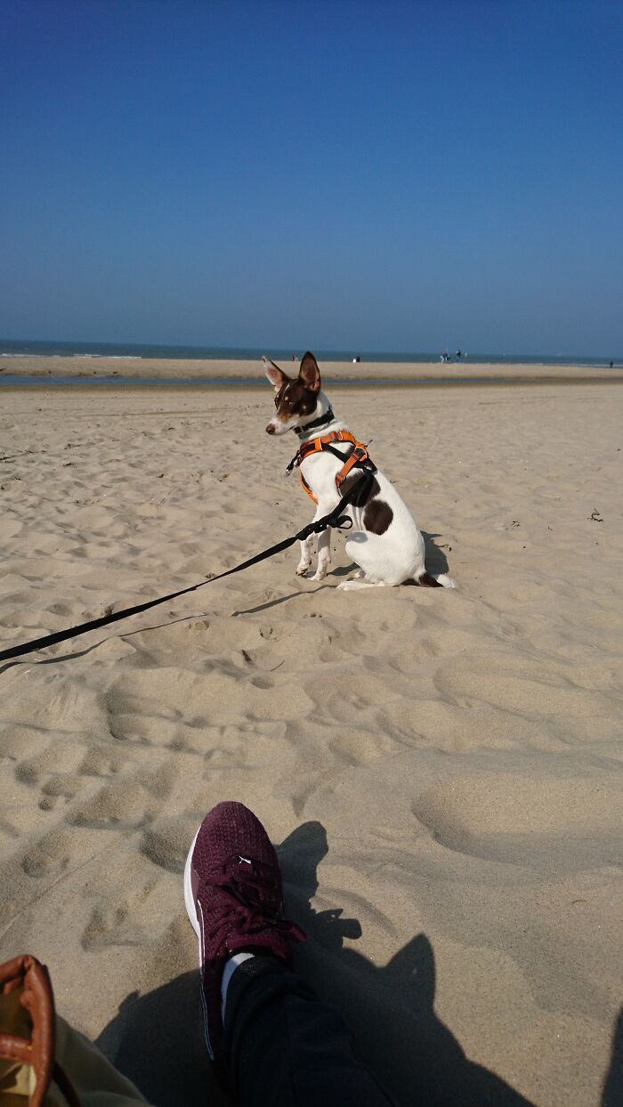 Luz Our One-Year-Old Rescued In Spain And Part Of Our Tribe Since 02-27-22 Enjoying The Beach Life In The Netherlands!
