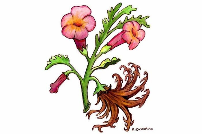 Devil's Claw Devil's Claw