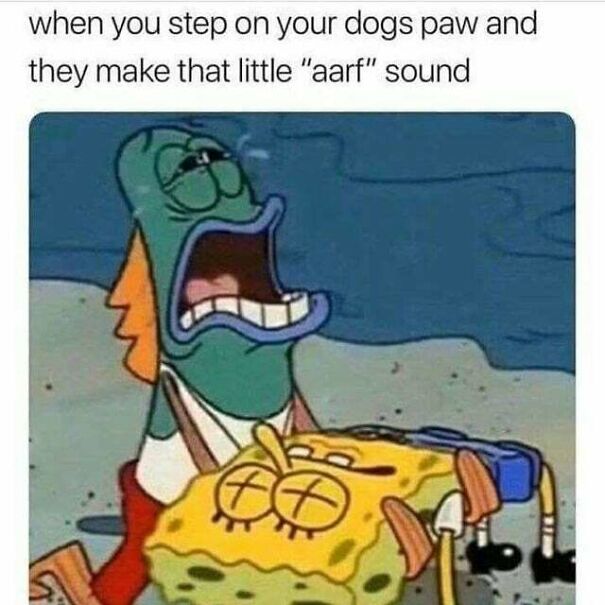 15 Of The Cutest Dog Memes 15 Of The Cutest Dog Memes