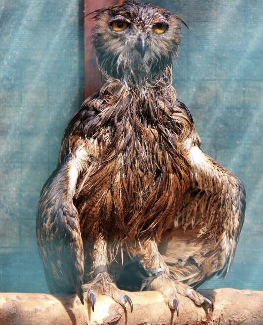This Collection Of Wet Owls Is Everything You Need Today