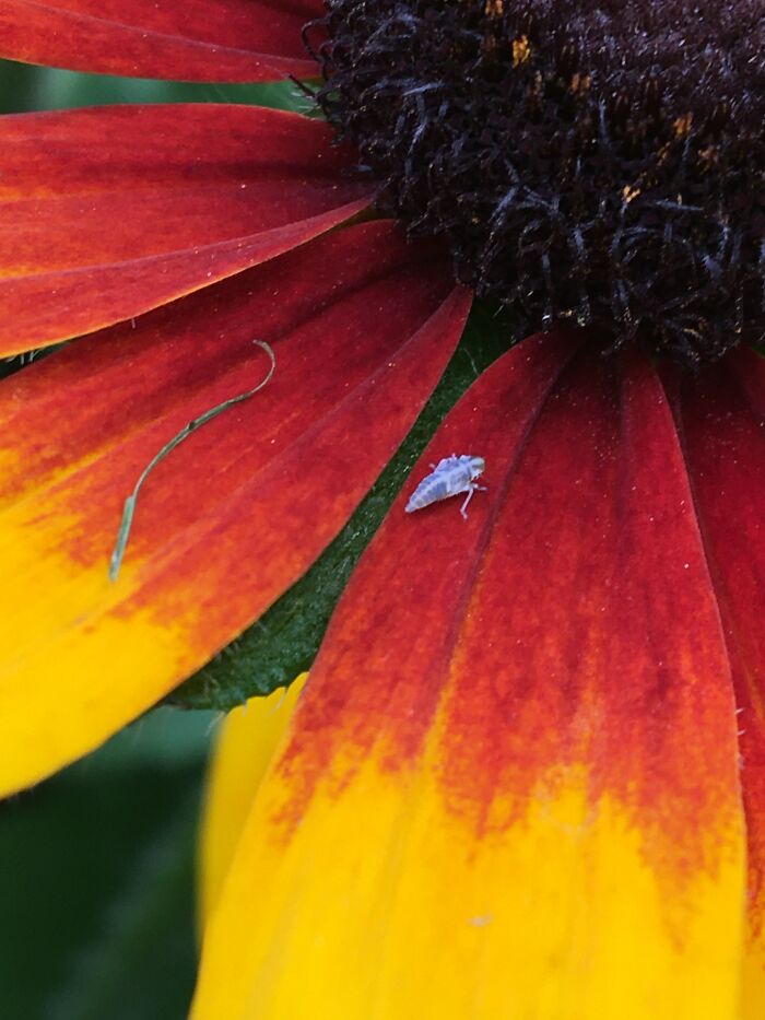 All Critters Great And Small