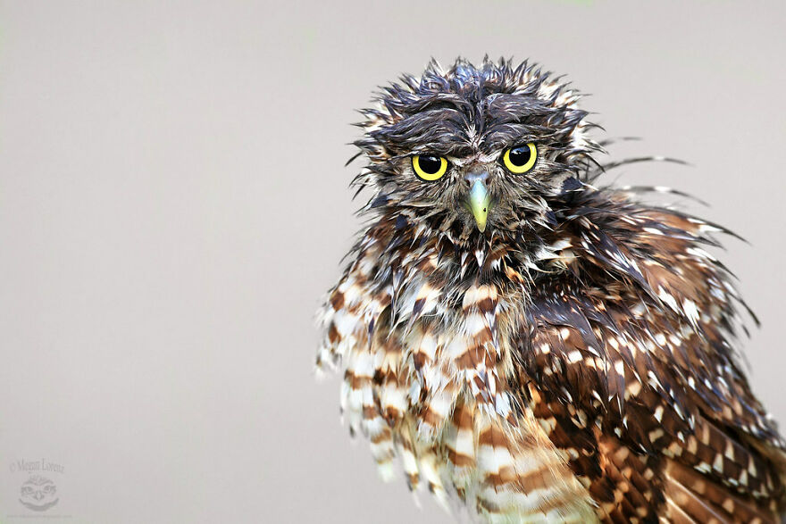 This Collection Of Wet Owls Is Everything You Need Today