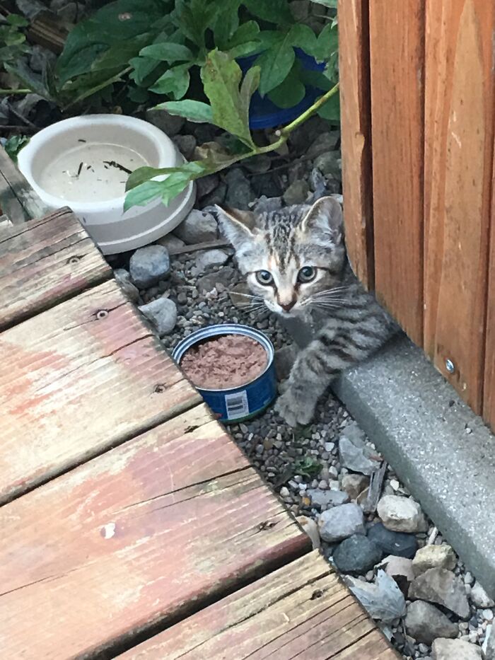 Luring Out The Homeless Kitten My Son Fell In Love With. She’s Almost 5 Now ♥️