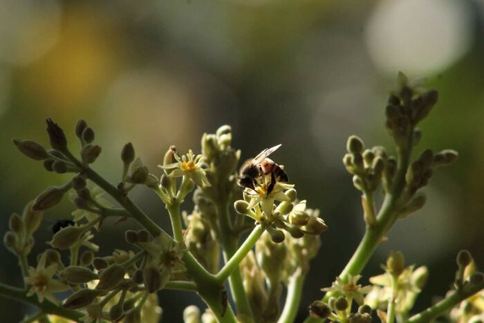 Avocado Flowers, Plus A Busy Bee Working On Them