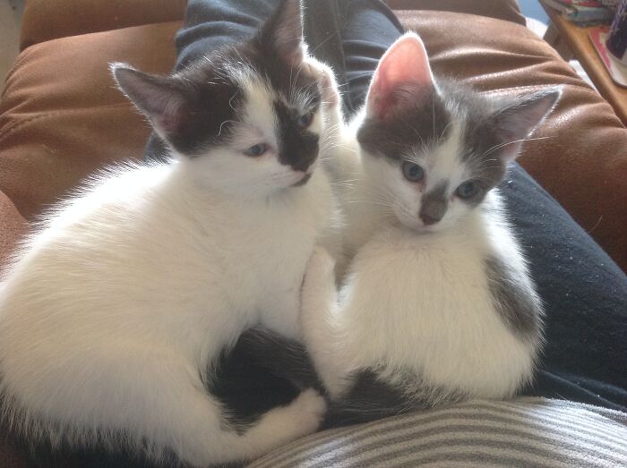 Splodge And Pippin. Eight Weeks Old. Now Four Years Young