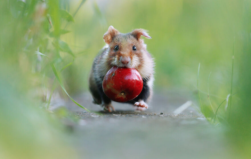 Wildlife Photographer Spends 10 Years To Photograph Wild Hamsters - See His Best 30 Pictures