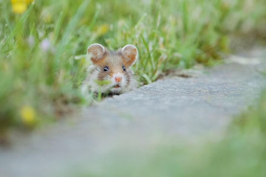 Wildlife Photographer Spends 10 Years To Photograph Wild Hamsters - See His Best 30 Pictures
