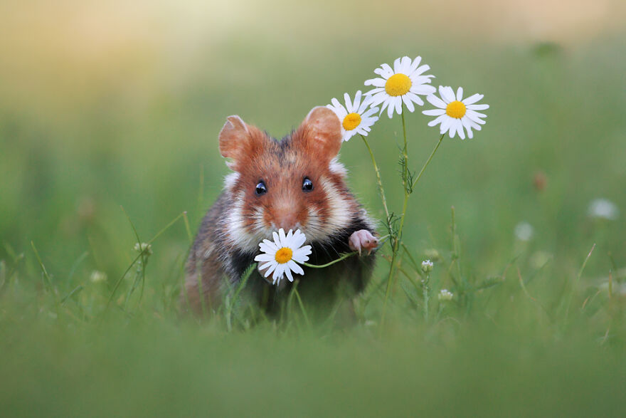 Wildlife Photographer Spends 10 Years To Photograph Wild Hamsters - See His Best 30 Pictures