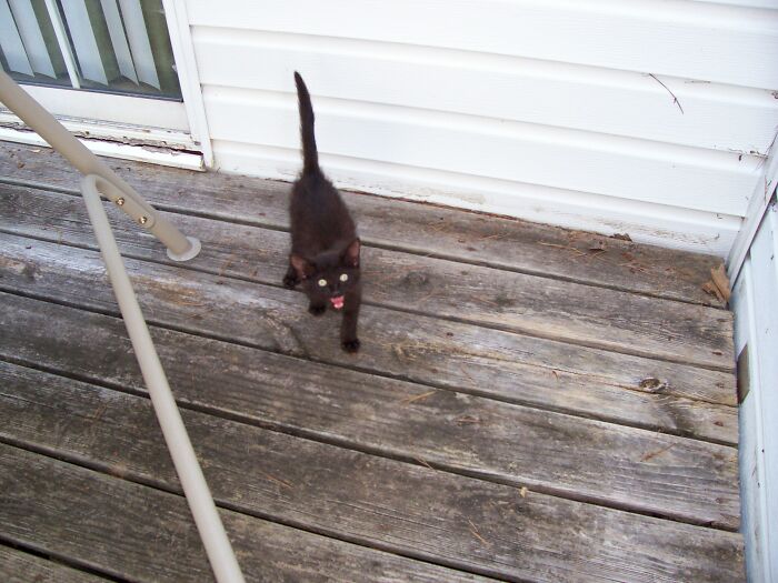 Hannibal...the Day I Found Him On My Deck 14 Years Ago.
