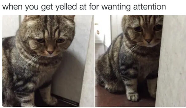 Here Are Some Relatable Cat Memes