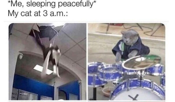Here Are Some Relatable Cat Memes