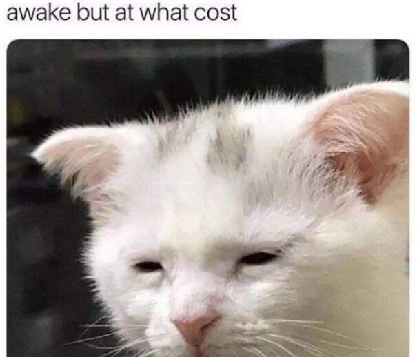 Here Are Some Relatable Cat Memes
