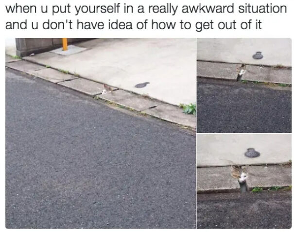 Here Are Some Relatable Cat Memes