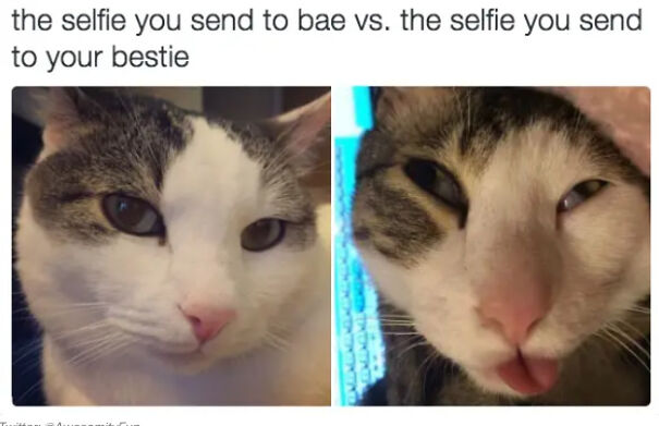 Here Are Some Relatable Cat Memes