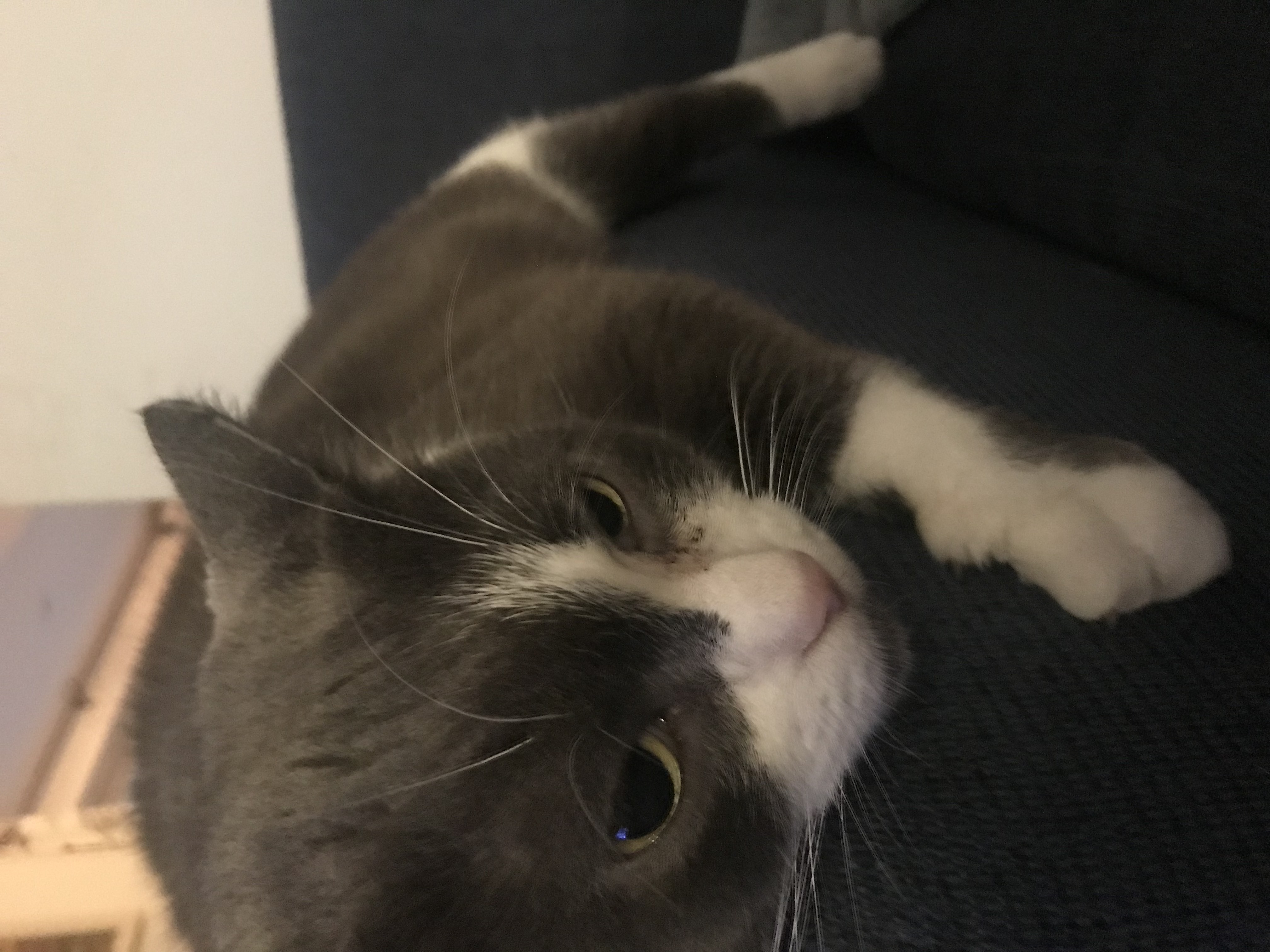 Hey Pandas, Post The Funniest Picture Of Your Pet!