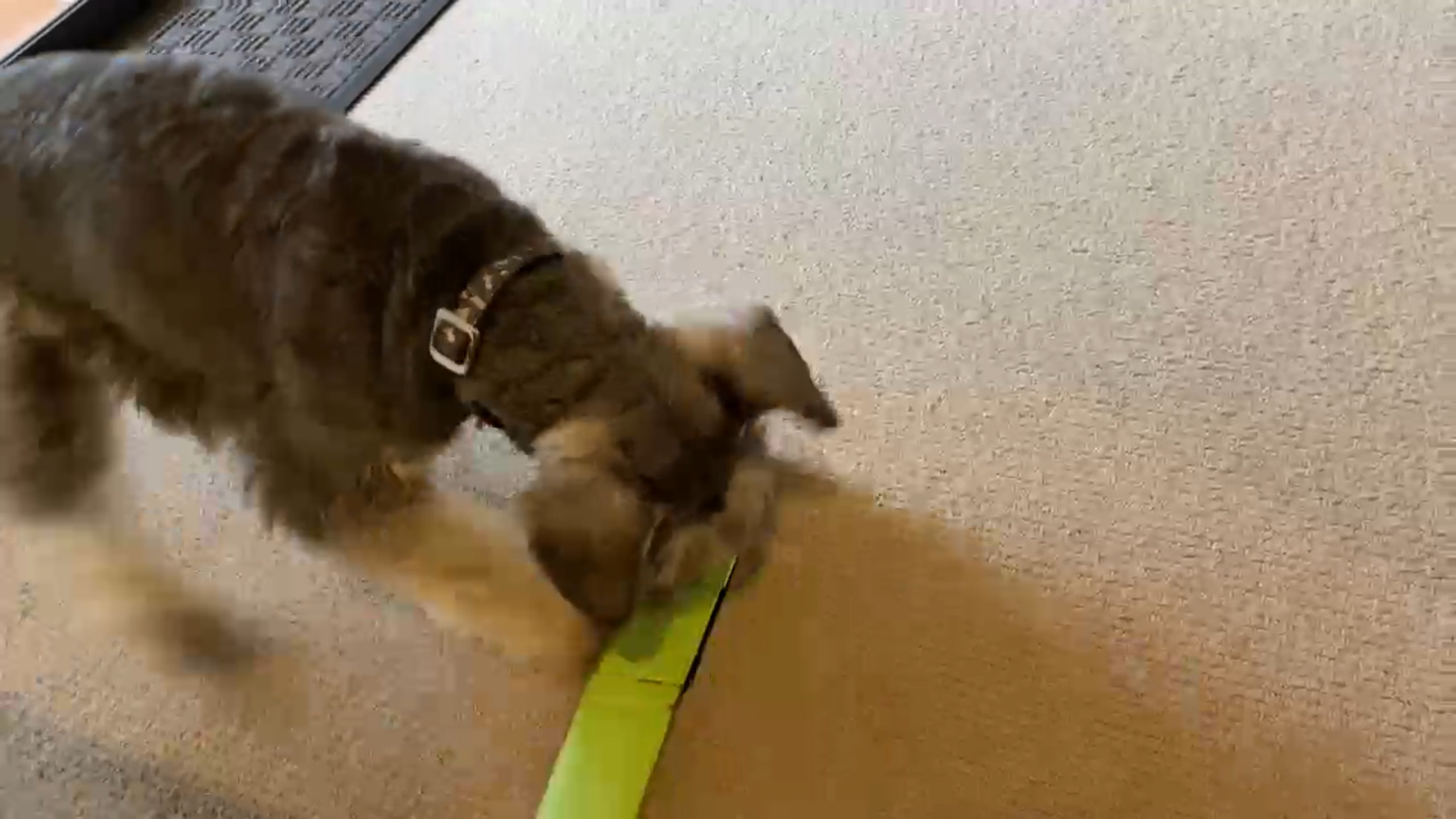 Hey Pandas! Post A Pic Of Your Pet Acting Strange.