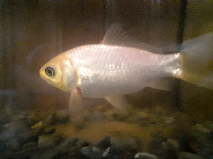 This Is Nemo, My 15 Year Old Goldfish. His Scales Used To Be Orange, But They Turned Gray Over The Years!