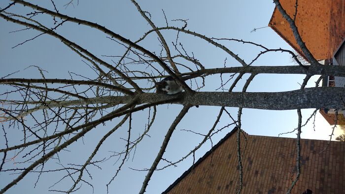 Cute/Funny Cat Pictures