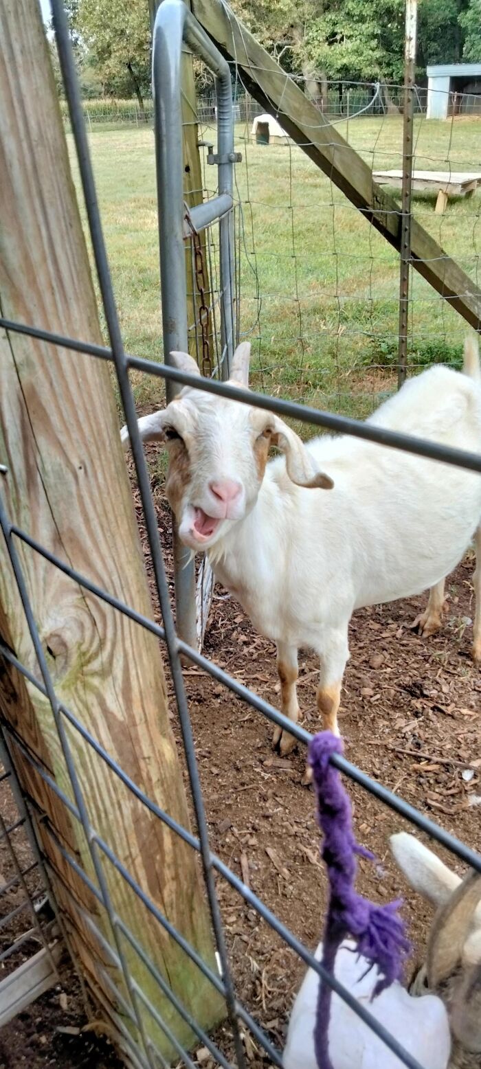Meet Lolli My Pet Goat