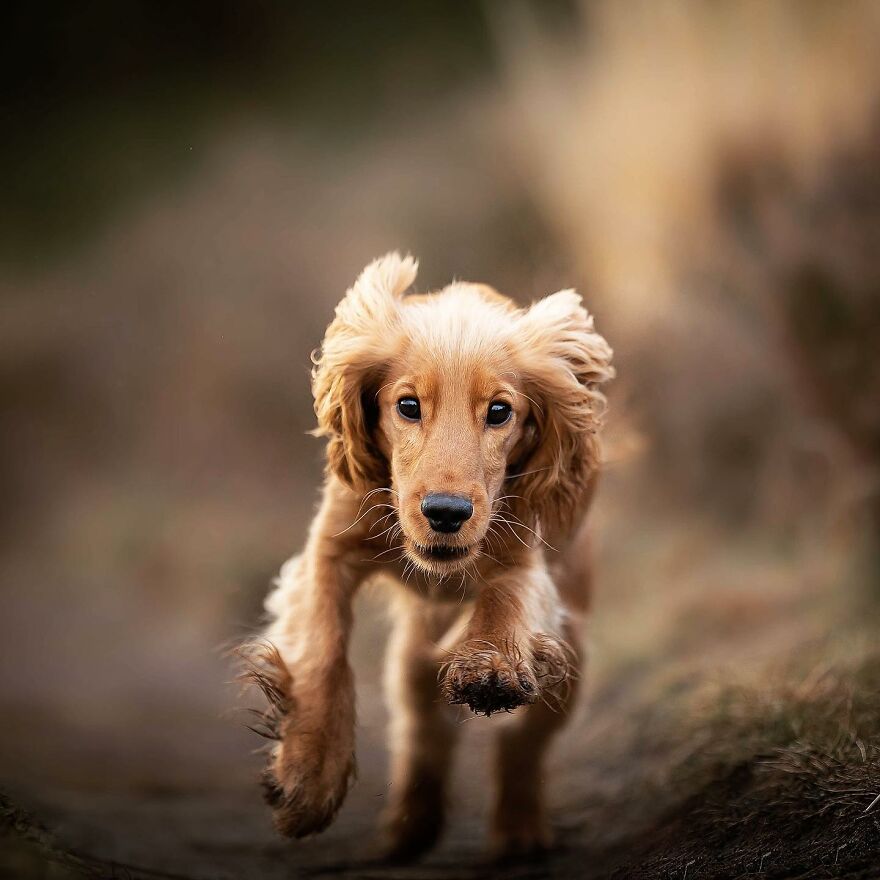 Adorable puppy running energetically outdoors with a blurred background.