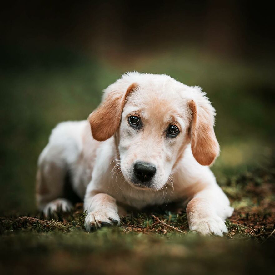 Adorable puppy lying on grass, with expressive eyes and soft fur.