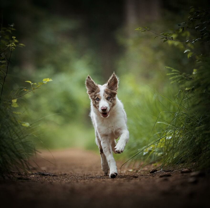 Adorable puppy running joyfully on a forest path.