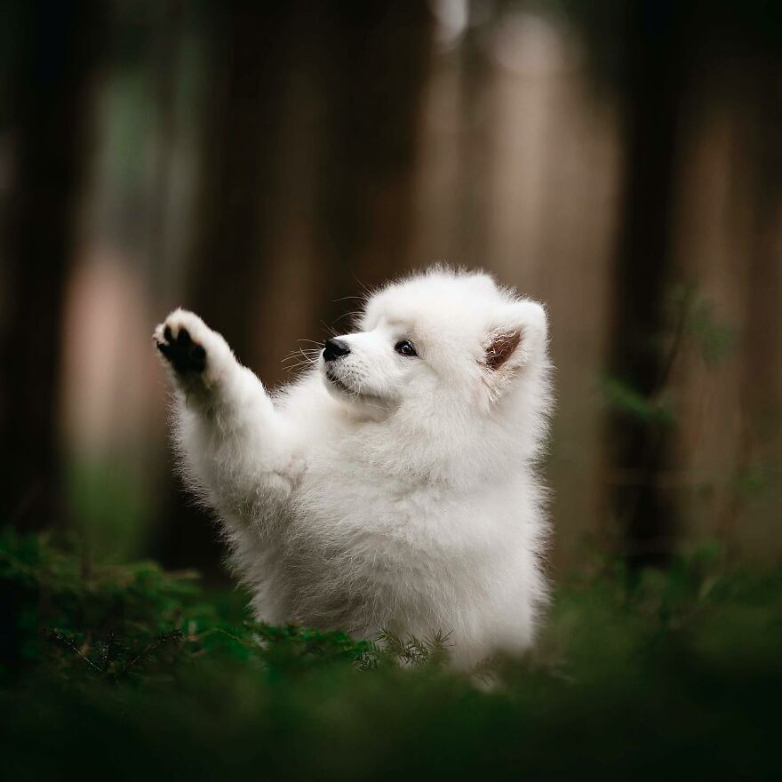 Adorable puppy with fluffy white fur raising a paw in a forest setting.