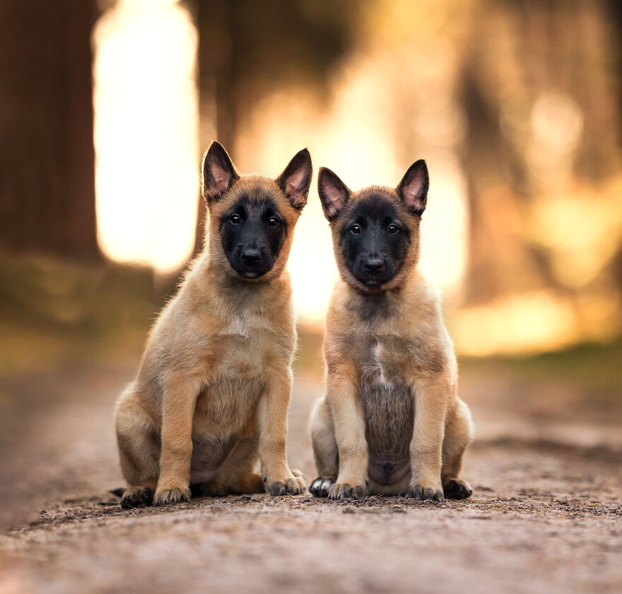 Two adorable puppies sitting on a sandy path with blurred trees in the background.