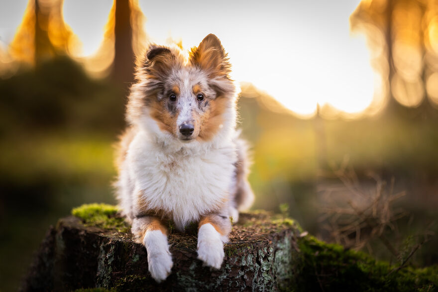 Adorable puppy sitting on a tree stump in a sunlit forest setting.
