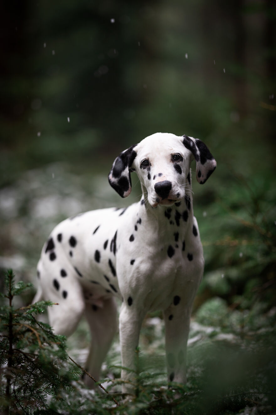 Adorable Dalmatian puppy standing in a lush green forest, captured in a gentle snowfall.