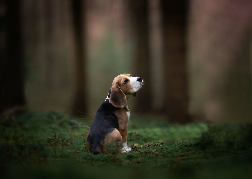 Adorable puppy in a forest setting, captured sitting on lush green grass.