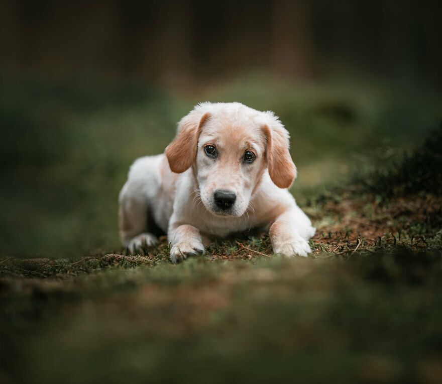 Adorable puppy lying on grass, looking directly at the camera with a curious expression.