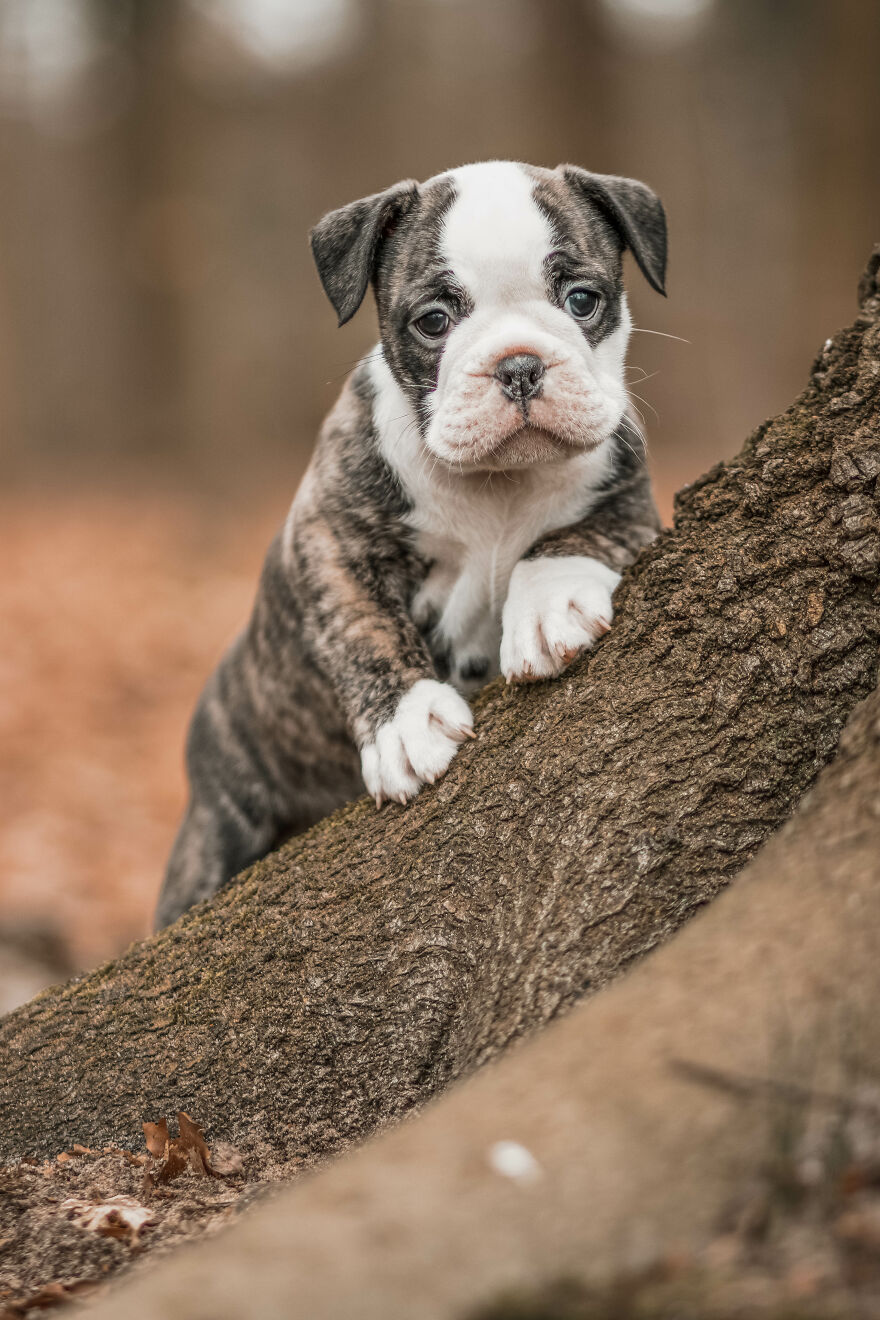 Adorable puppy posing against a tree trunk in a wooded area, looking curiously at the camera.