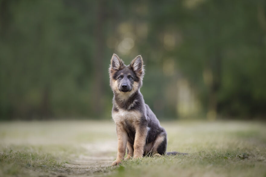 Adorable puppy sitting in a grassy field with a blurred forest background.