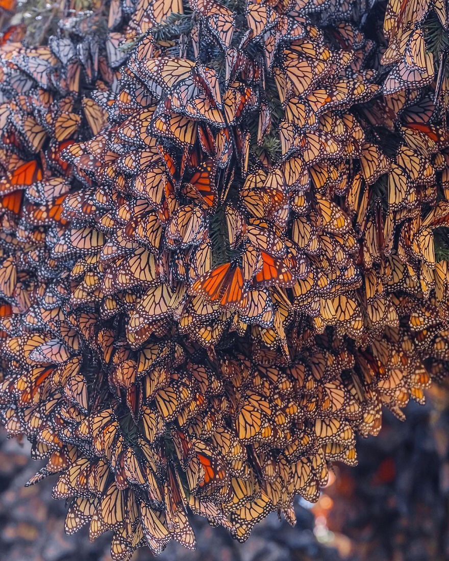 I Spent Several Days Among Hundreds Of Thousands Of Butterflies In Mexico