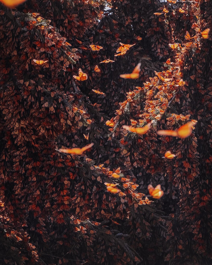 I Spent Several Days Among Hundreds Of Thousands Of Butterflies In Mexico