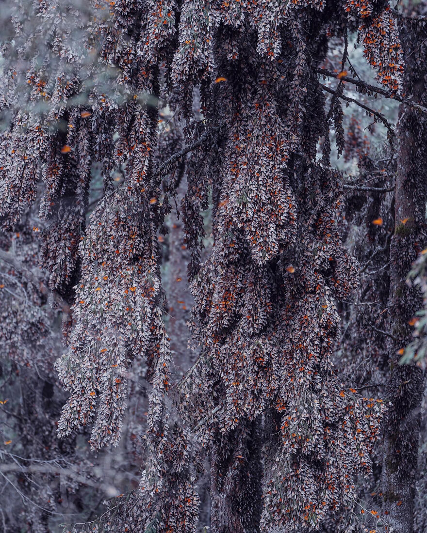 I Spent Several Days Among Hundreds Of Thousands Of Butterflies In Mexico