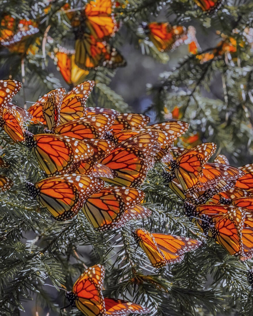 I Spent Several Days Among Hundreds Of Thousands Of Butterflies In Mexico
