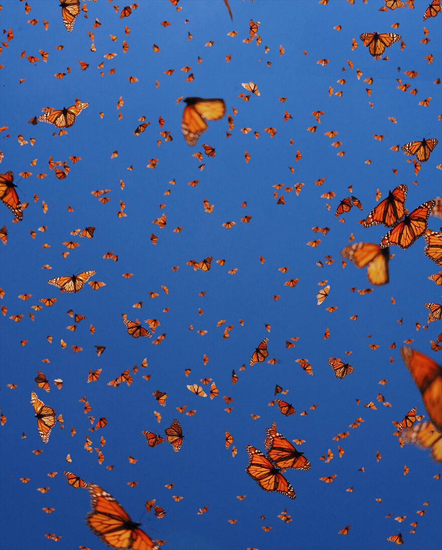 I Spent Several Days Among Hundreds Of Thousands Of Butterflies In Mexico